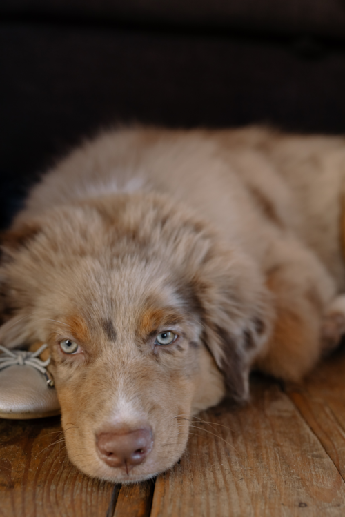 Mini Aussiedoodle Puppy For Sale - Fairfield Furbabies